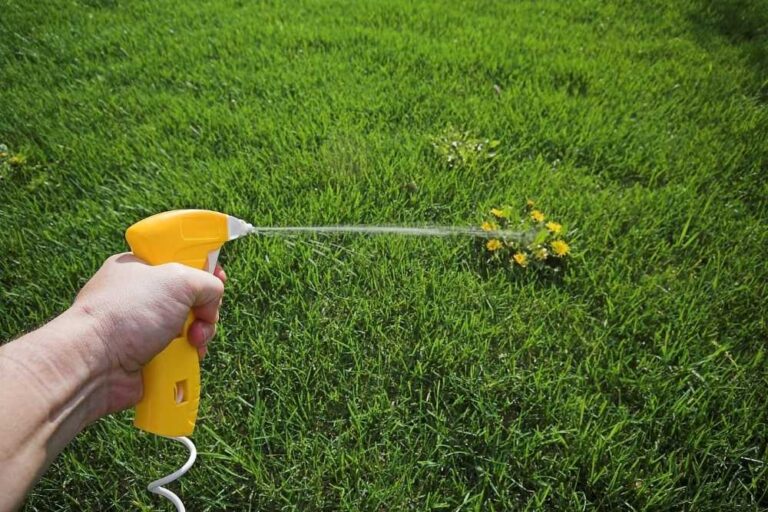 Best Dandelion Killer That Won’t Kill Your Grass
