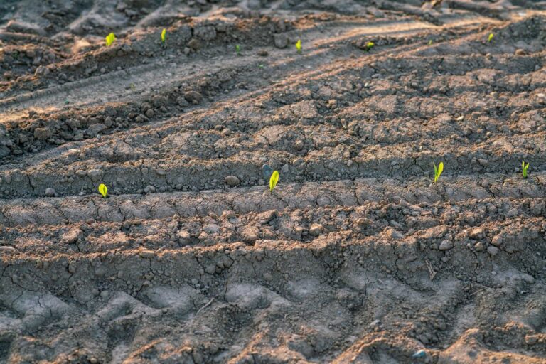 Best Pre-Emergent Herbicides: What You Should Know Before Using Them