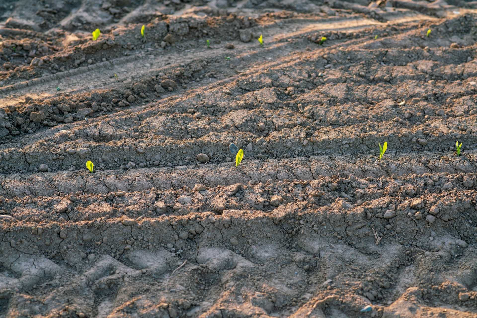 Best Pre-Emergent Herbicides: What You Should Know Before Using Them