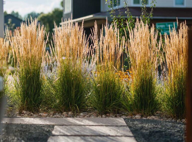 15 Best Tall Ornamental Grasses for Privacy