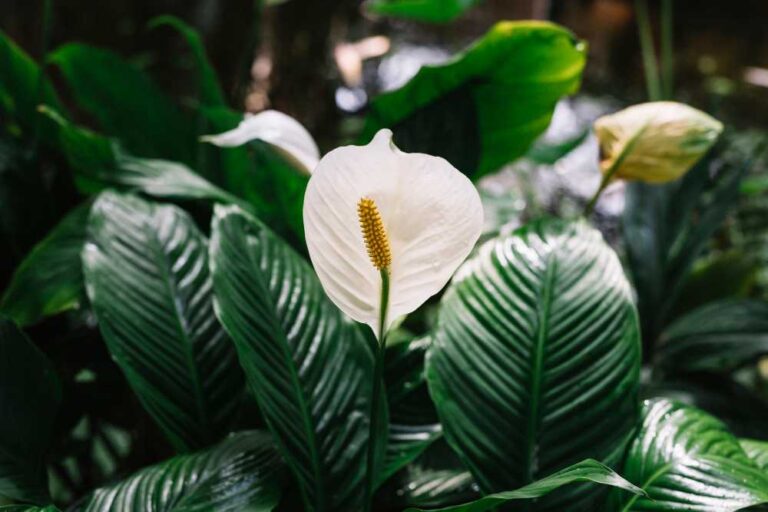 The Ultimate Guide to Spathiphyllum Kochii: Care, Uses, and More