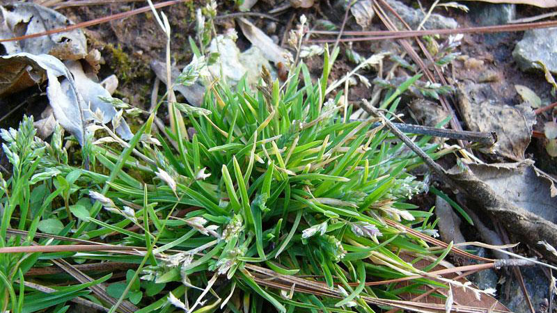 What are the Most Common Weeds in North Carolina?