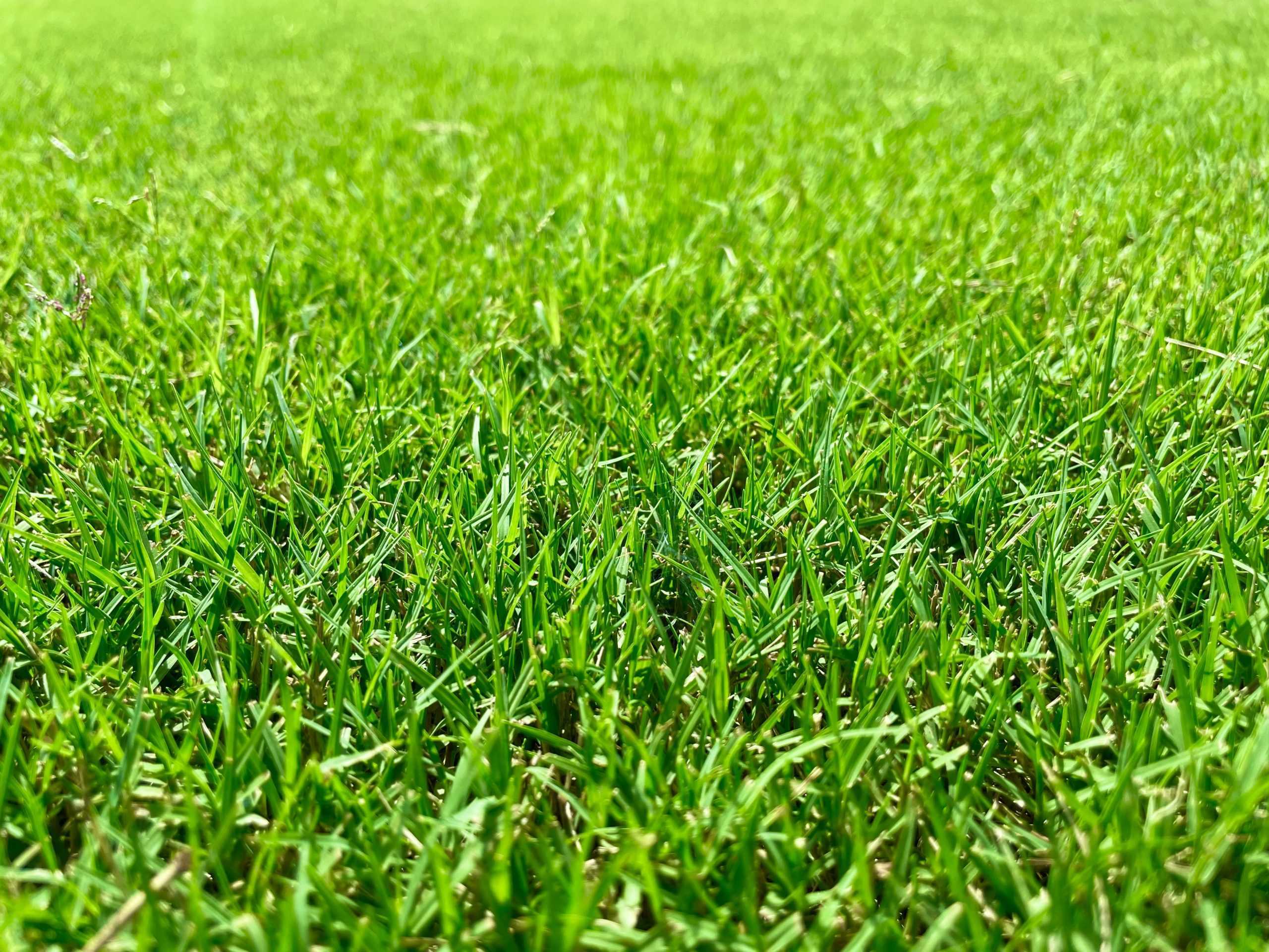 Thriving Bermuda Grass Florida Varieties